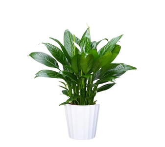 江北花木出租公司