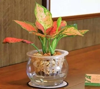 专业的力量！北仑植物出租超靠谱